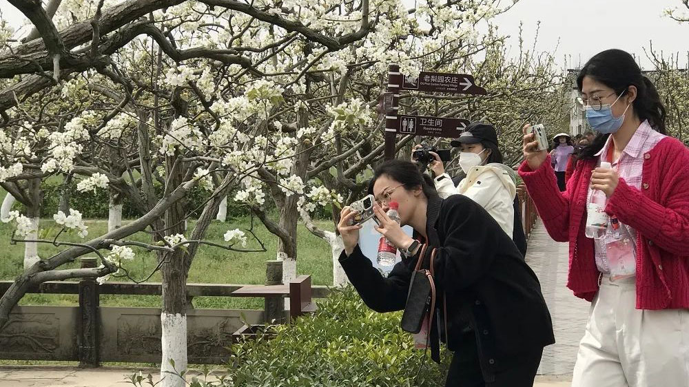 第十八届苍溪梨花节现场.jpg