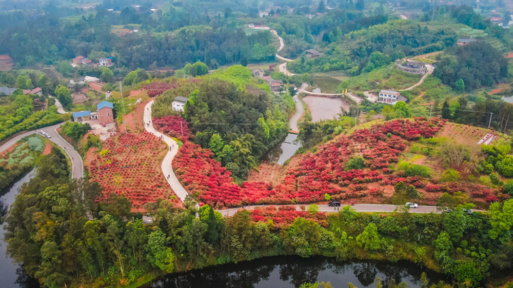 四川：自贡市贡井区首届红叶文化旅游活动将于23日举办，五大系列推动文旅产业发展！