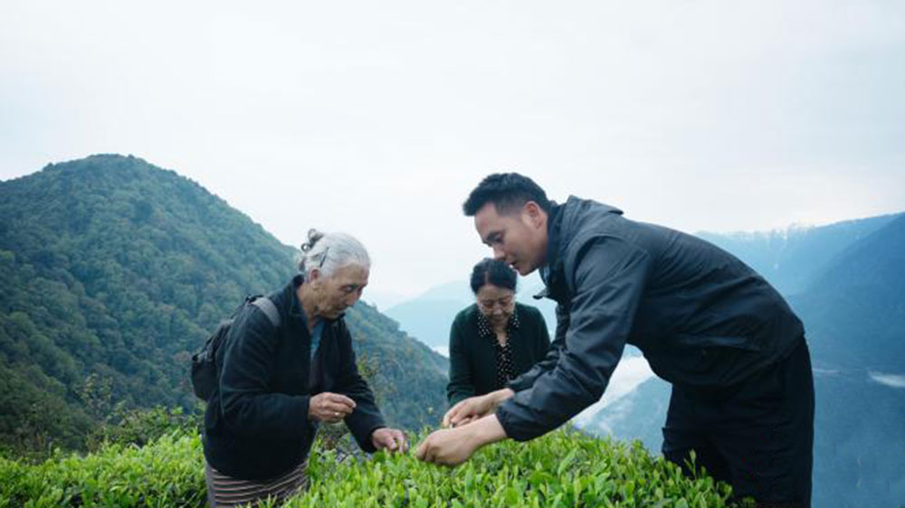 银发旅游体验团采茶体验.jpg