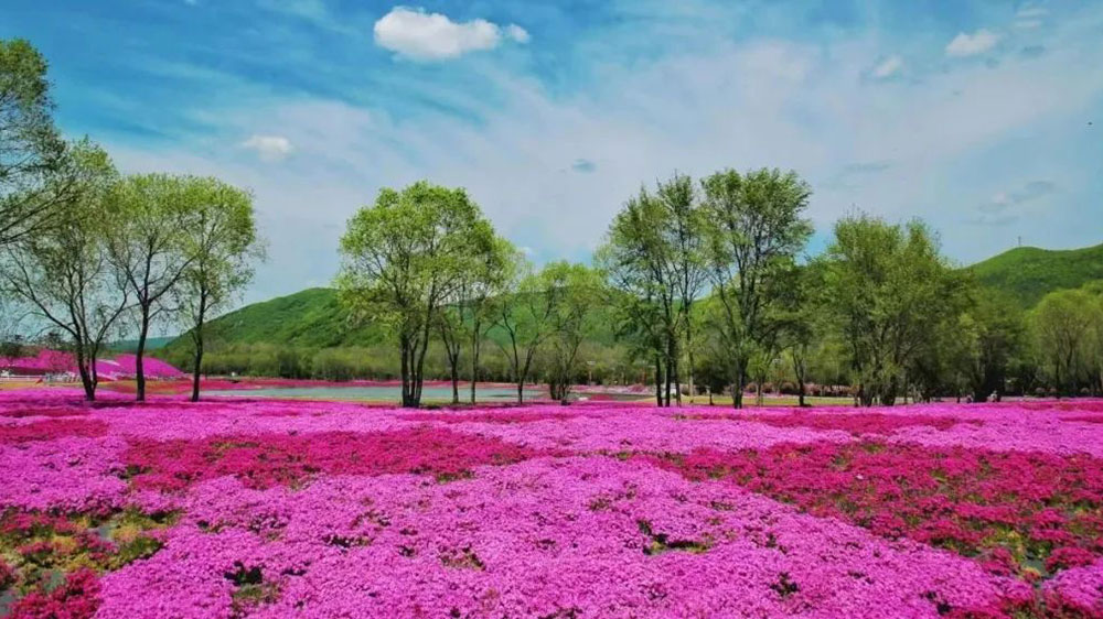 芝樱花海.jpg